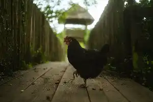 guarding the entrance