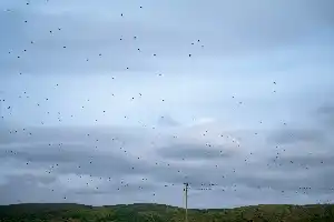 what a sight