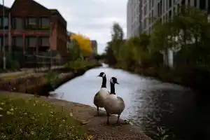 bandphoto of the birds