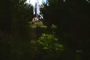some shady stuff going on in the forest